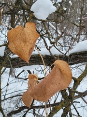 Smilax lasioneura