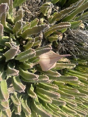 Stapelia gigantea