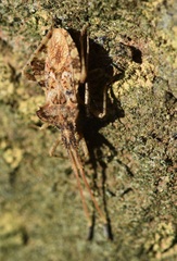 Centrocoris