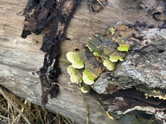 Trichaptum abietinum