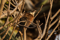 Centropus senegalensis