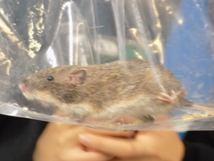 Heteromys irroratus