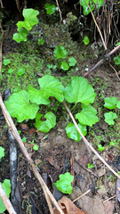 Cardamine californica