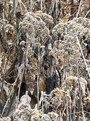 Verbesina virginica
