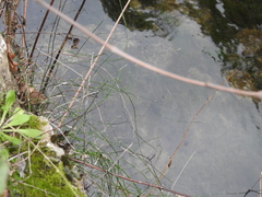 Equisetum ramosissimum