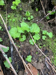 Cardamine californica