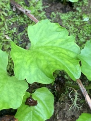Cardamine californica