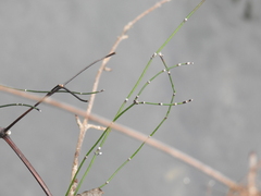 Equisetum ramosissimum