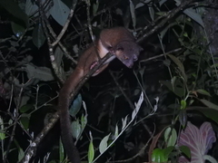 Western Lowland Olingo photo 2