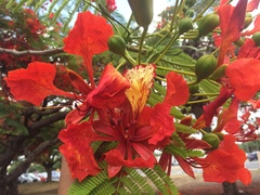 Delonix regia
