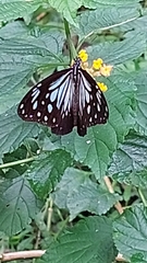 Parantica luzonensis