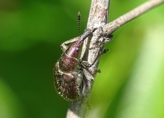 Rhynchites auratus