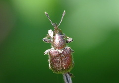 Rhynchites auratus