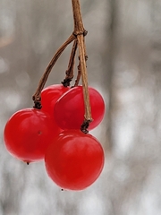 Viburnum opulus americanum