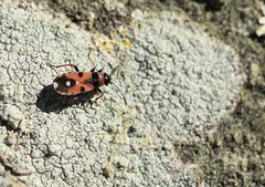 Horvathiolus guttatus