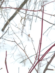 Viburnum opulus americanum