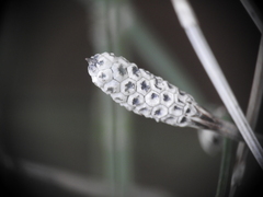 Equisetum ramosissimum