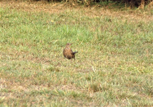 Turdidae