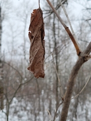 Viburnum opulus americanum