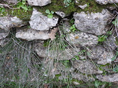 Equisetum ramosissimum