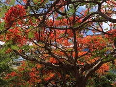 Delonix regia