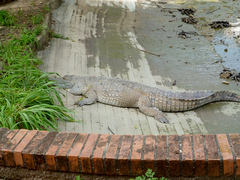 Crocodylus intermedius