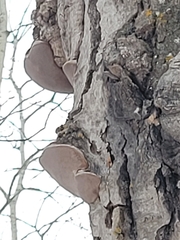 Phellinus tremulae