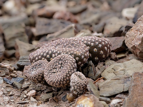 Maihueniopsis clavarioides