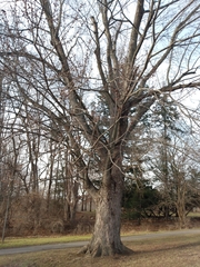 Acer saccharinum
