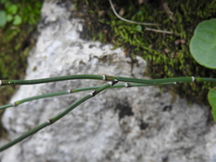 Equisetum ramosissimum