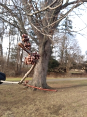 Acer saccharinum
