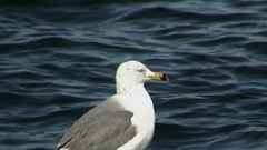 Larus crassirostris