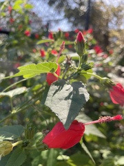 Malvaviscus arboreus