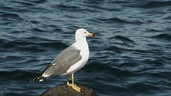 Larus crassirostris