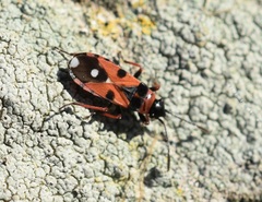 Horvathiolus guttatus