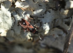 Horvathiolus guttatus