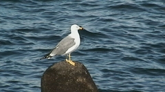 Larus crassirostris