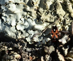 Horvathiolus guttatus