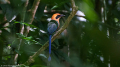 Baryphthengus martii