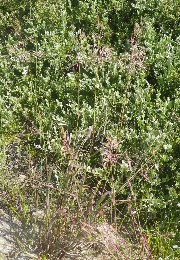 Chaetobromus