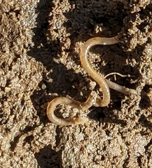 Oligochaeta