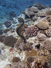 Laticauda schistorhyncha