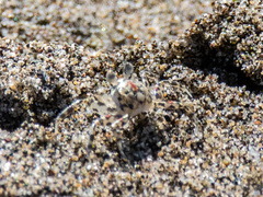 Ocypode occidentalis