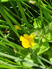 Erythranthe lutea