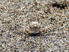 Ocypode occidentalis