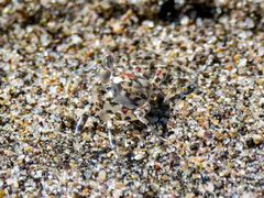 Ocypode occidentalis