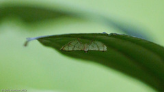 Chloropteryx opalaria