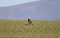 Buteo rufinus cirtensis