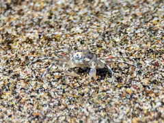 Ocypode occidentalis