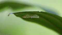 Chloropteryx opalaria